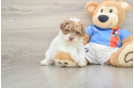 Playful Havadoodle Poodle Mix Puppy