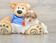 7 week old Havapoo Puppy For Sale - Seaside Pups
