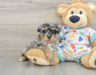 8 week old Havapoo Puppy For Sale - Seaside Pups