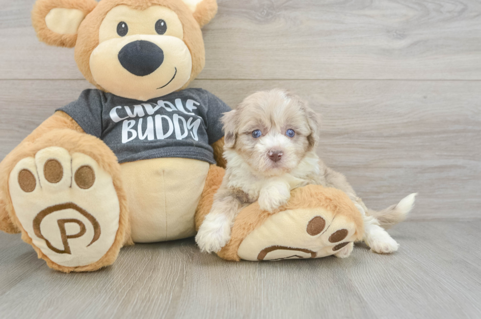 5 week old Havapoo Puppy For Sale - Seaside Pups