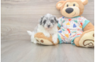 Small Havapoo Baby