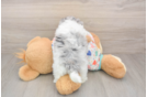 Havapoo Puppy for Adoption