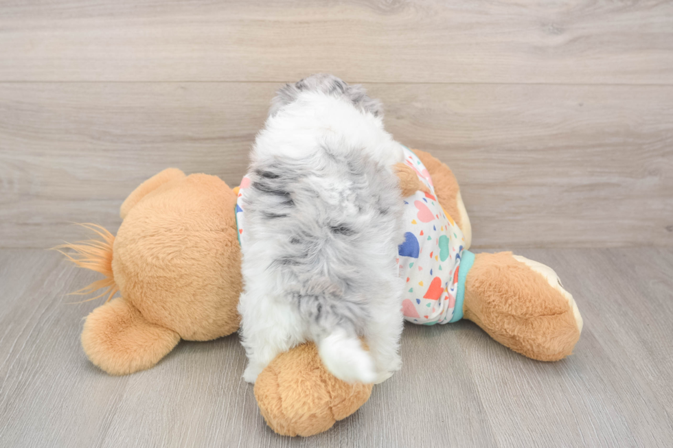 Havapoo Puppy for Adoption