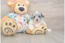 Fluffy Havapoo Poodle Mix Pup