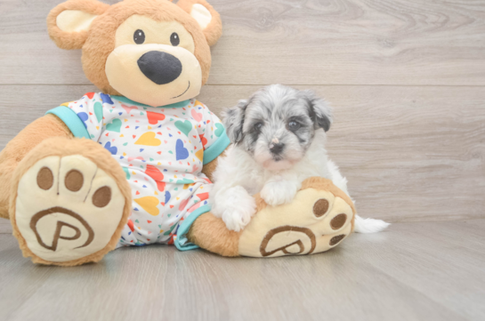 Fluffy Havapoo Poodle Mix Pup