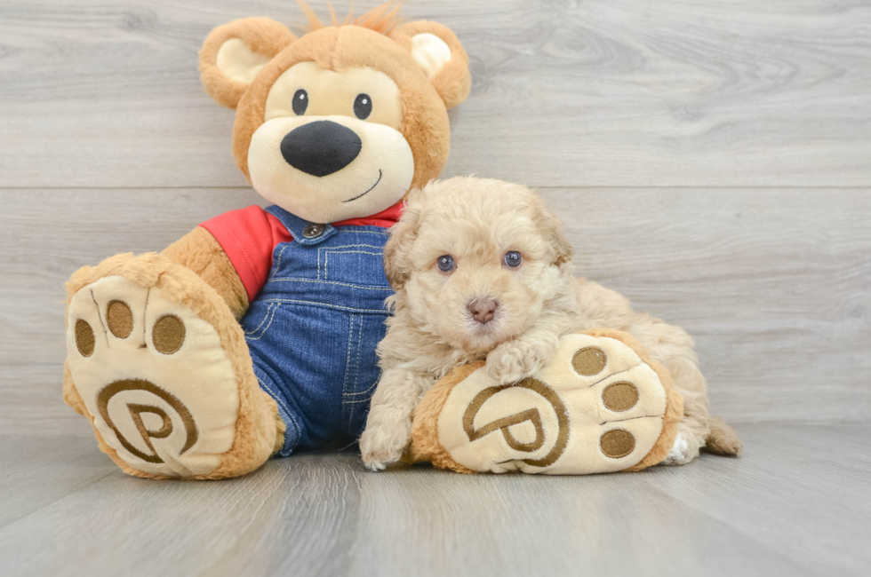6 week old Havapoo Puppy For Sale - Seaside Pups