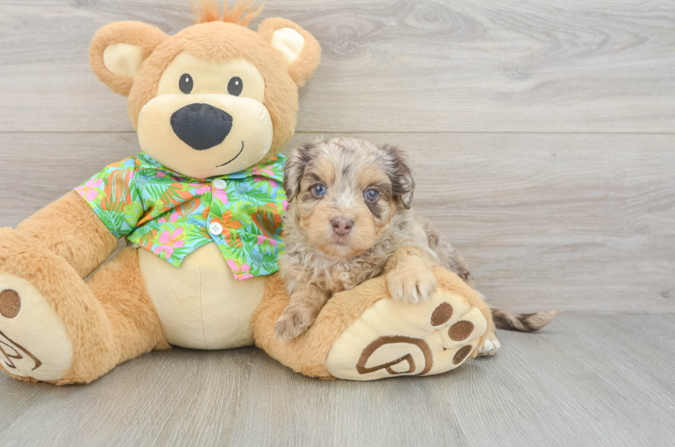 5 week old Havapoo Puppy For Sale - Seaside Pups