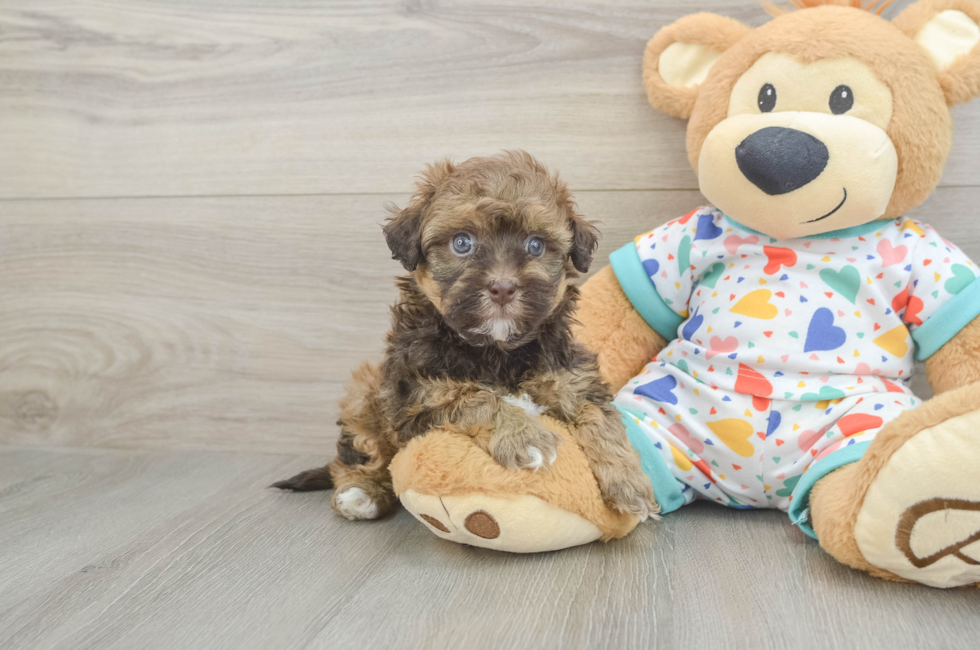 5 week old Havapoo Puppy For Sale - Seaside Pups