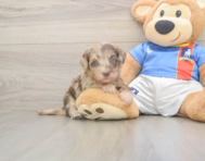 6 week old Havapoo Puppy For Sale - Seaside Pups