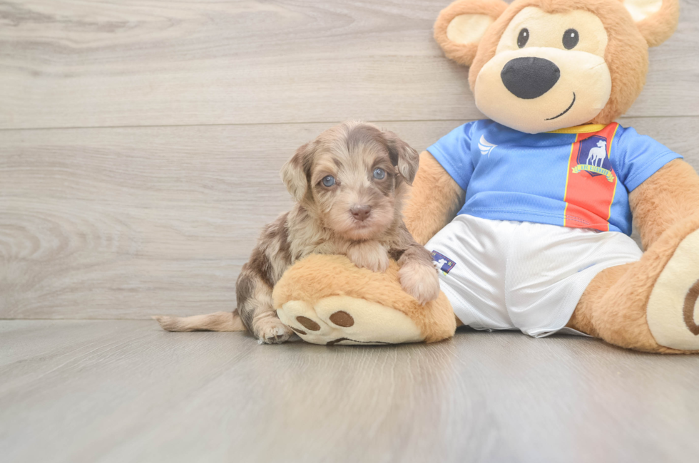 5 week old Havapoo Puppy For Sale - Seaside Pups