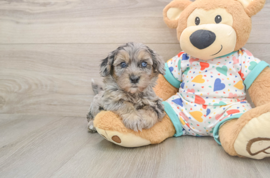 Havapoo Puppy for Adoption