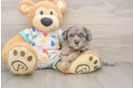 Cute Havapoo Baby