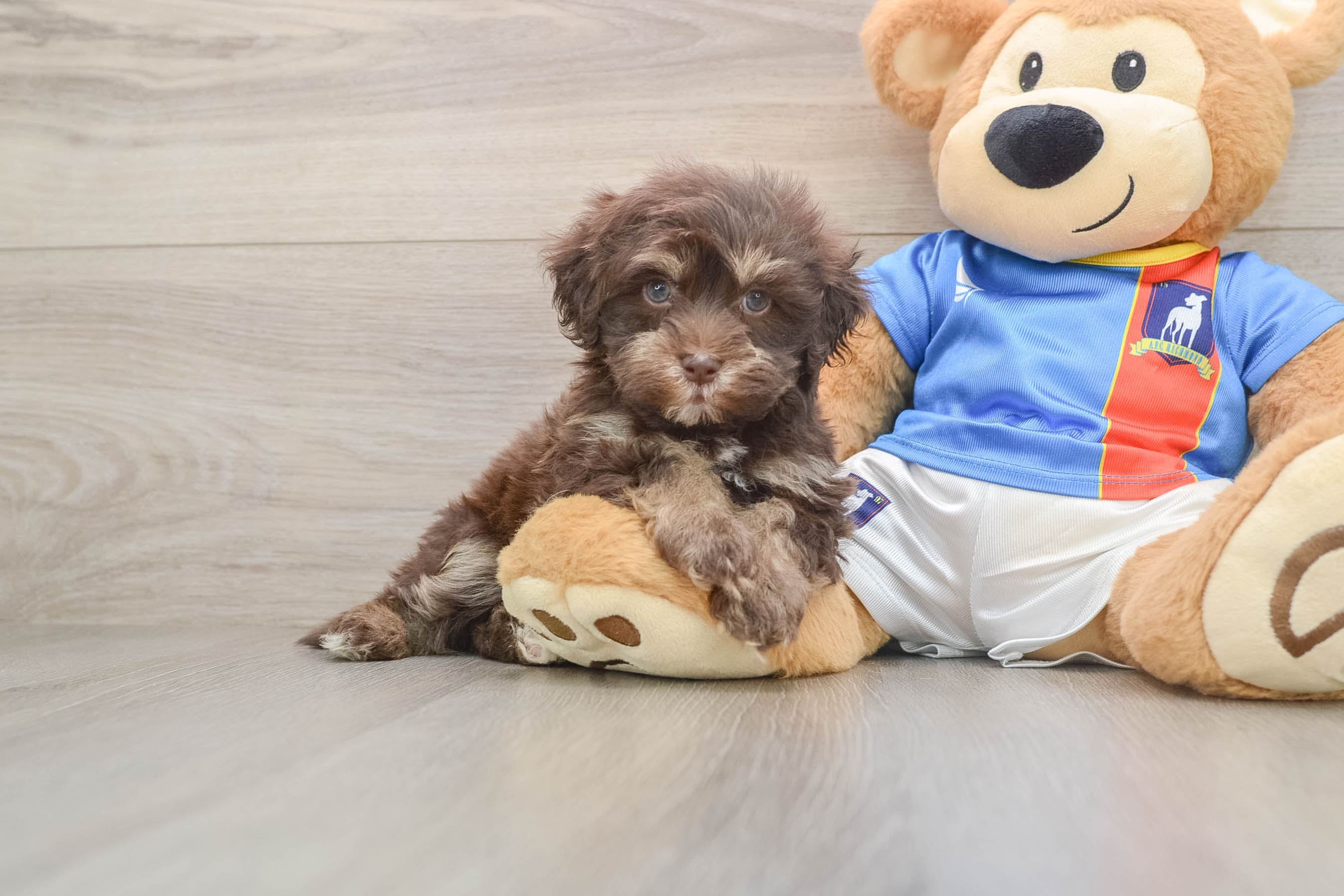 Little Havadoodle Poodle Mix Puppy