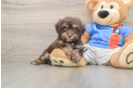 Little Havadoodle Poodle Mix Puppy