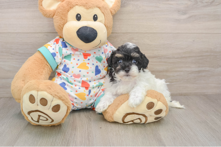 Havapoo Puppy for Adoption