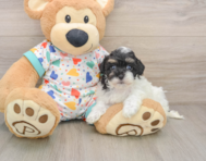 8 week old Havapoo Puppy For Sale - Seaside Pups