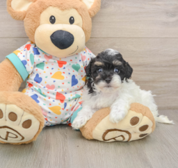 7 week old Havapoo Puppy For Sale - Seaside Pups