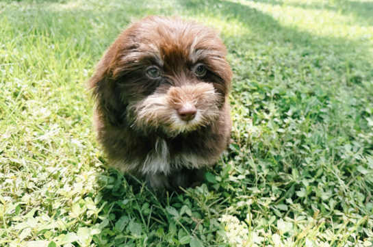 Havapoo Pup Being Cute