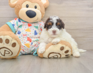 6 week old Havapoo Puppy For Sale - Seaside Pups