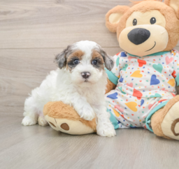 7 week old Havapoo Puppy For Sale - Seaside Pups