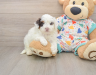 7 week old Havapoo Puppy For Sale - Seaside Pups