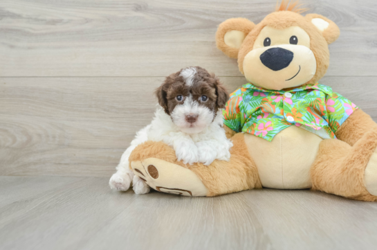 Playful Havadoodle Poodle Mix Puppy