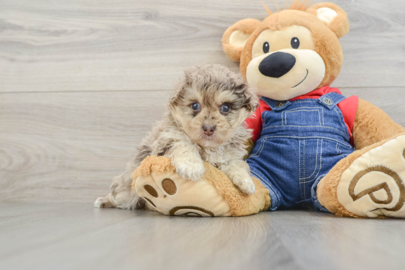 Meet Carolina - our Havapoo Puppy Photo 1/8 - Seaside Pups