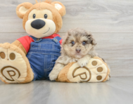 8 week old Havapoo Puppy For Sale - Seaside Pups