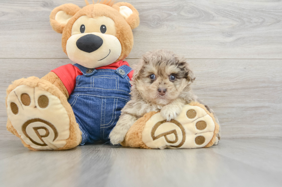 6 week old Havapoo Puppy For Sale - Seaside Pups
