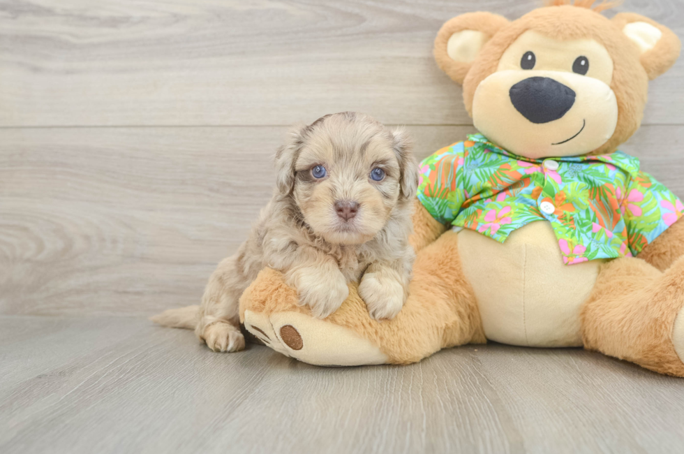 5 week old Havapoo Puppy For Sale - Seaside Pups