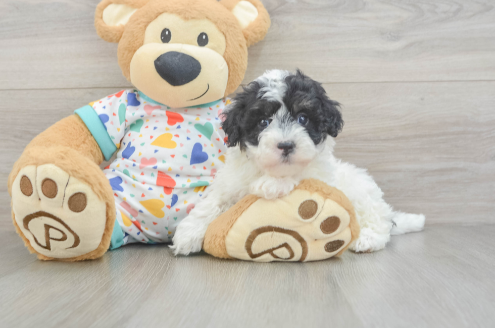5 week old Havapoo Puppy For Sale - Seaside Pups