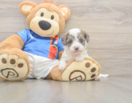 6 week old Havapoo Puppy For Sale - Seaside Pups