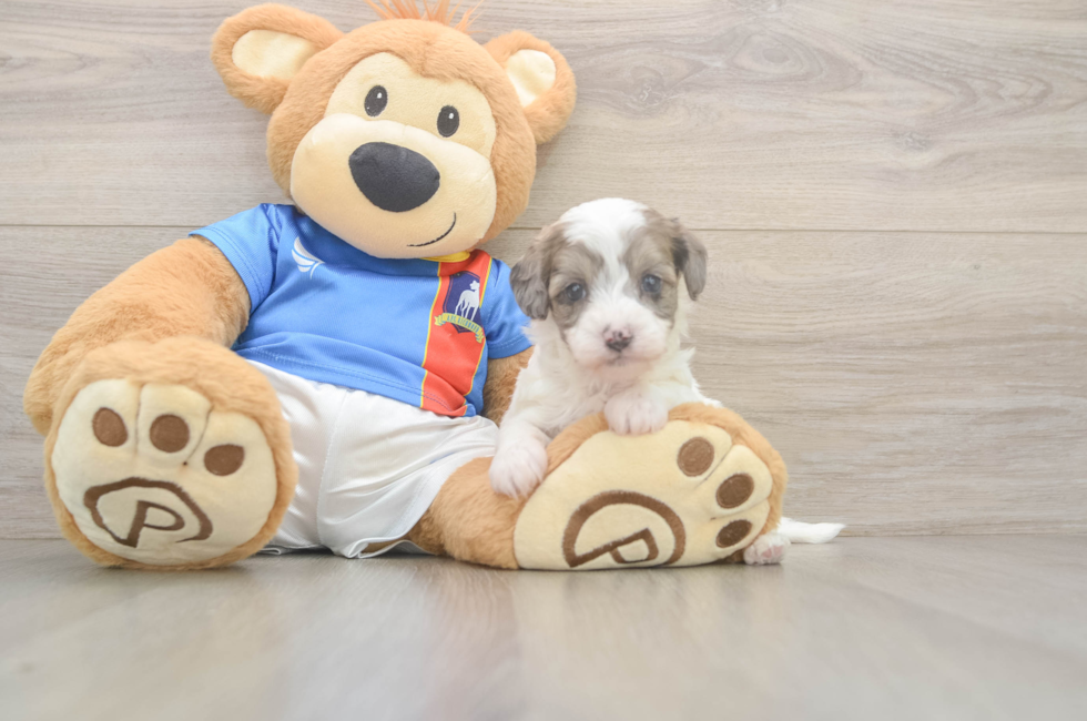 5 week old Havapoo Puppy For Sale - Seaside Pups