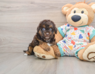 6 week old Havapoo Puppy For Sale - Seaside Pups