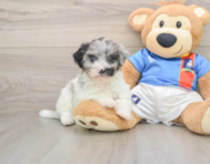 9 week old Havapoo Puppy For Sale - Seaside Pups