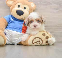 7 week old Havapoo Puppy For Sale - Seaside Pups