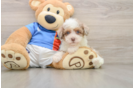 Havapoo Pup Being Cute