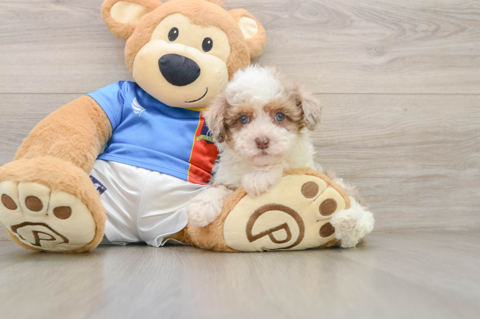 Havapoo Pup Being Cute