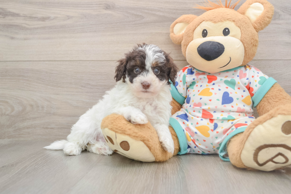 Hypoallergenic Havadoodle Poodle Mix Puppy