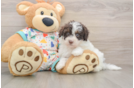 Small Havapoo Baby