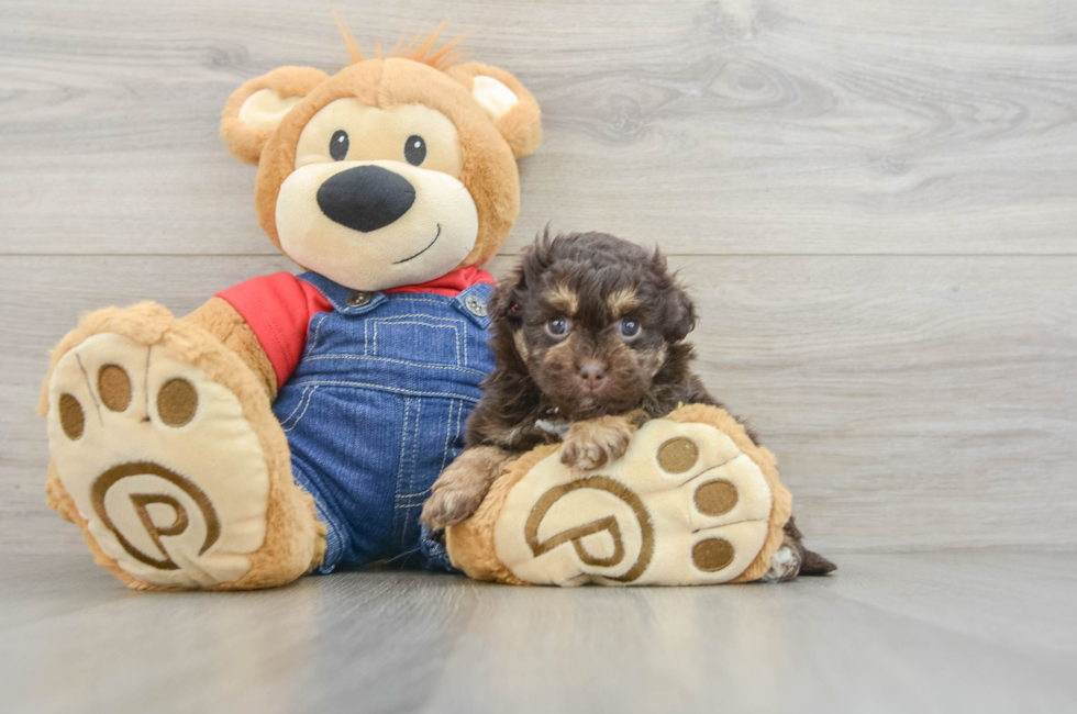 6 week old Havapoo Puppy For Sale - Seaside Pups