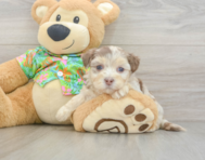 7 week old Havapoo Puppy For Sale - Seaside Pups