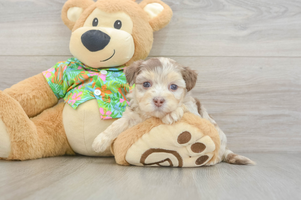 5 week old Havapoo Puppy For Sale - Seaside Pups
