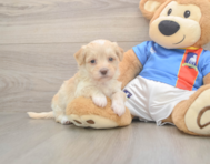 6 week old Havapoo Puppy For Sale - Seaside Pups