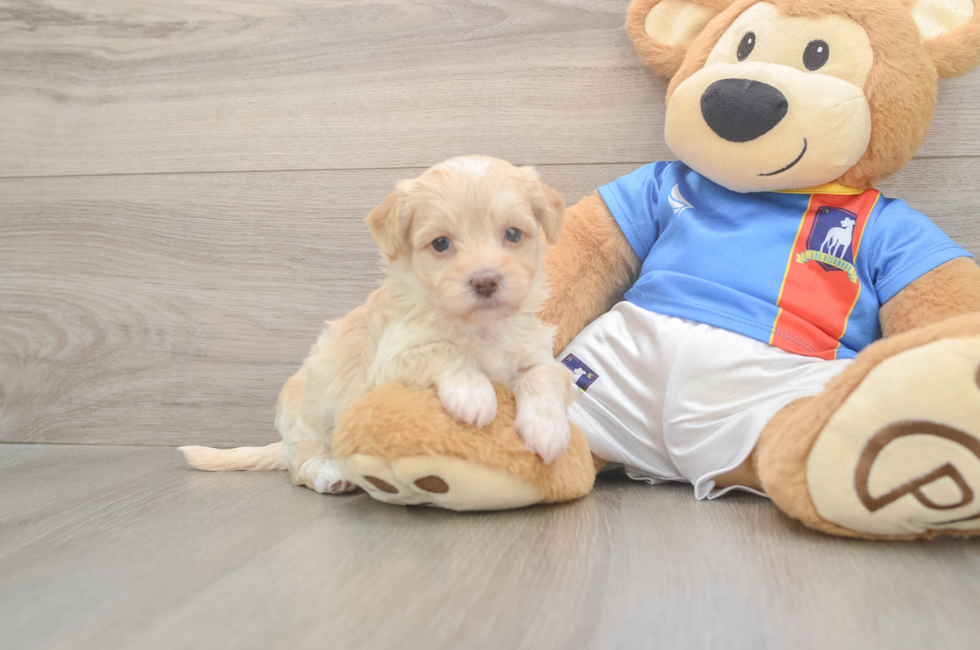 5 week old Havapoo Puppy For Sale - Seaside Pups