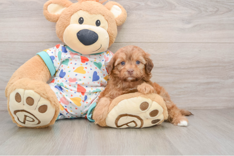 Havapoo Puppy for Adoption