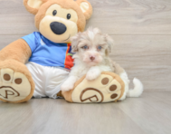 9 week old Havapoo Puppy For Sale - Seaside Pups