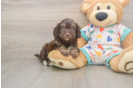 Best Havapoo Baby