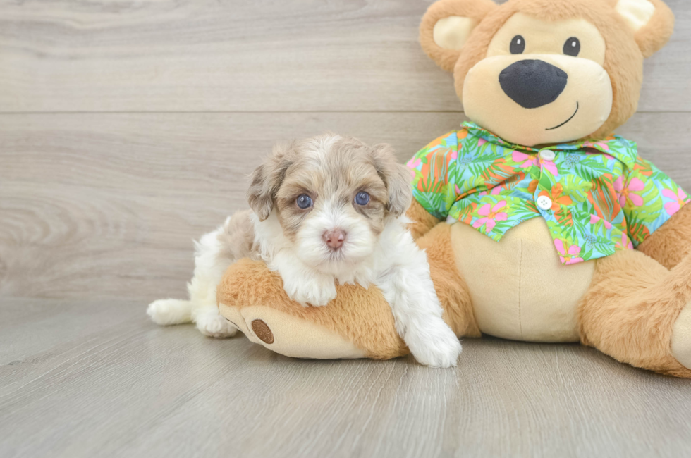5 week old Havapoo Puppy For Sale - Seaside Pups