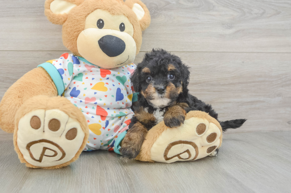 5 week old Havapoo Puppy For Sale - Seaside Pups